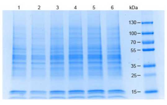 SDS PAGE Results of Raji Whole Cell Lysate.<br />Lane 1: Raji Whole Cell Lysate Reduced [10 μg].<br />Lane 2: Opal Prestained Molecular Weight Marker.<br />Lane 3: Raji Whole Cell Lysate Non-Reduced [10 μg].<br />4-20% Gel, Coomassie Stained.